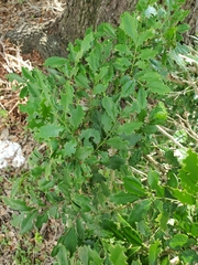 Magnoliopsida