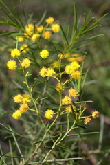 Acacia euthycarpa