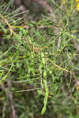 Acacia euthycarpa