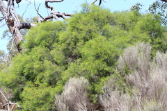 Acacia euthycarpa