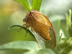 Stictolobus borealis