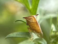 Stictolobus borealis