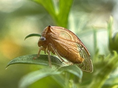 Stictolobus borealis