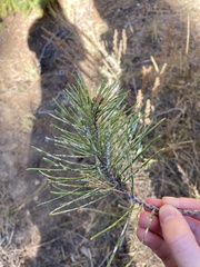 Chionaspis pinifoliae