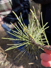 Chionaspis pinifoliae