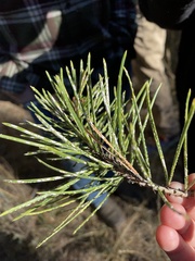 Chionaspis pinifoliae