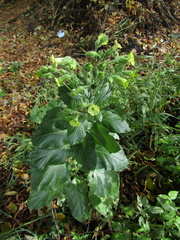 Nicotiana rustica