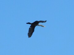 Phalacrocorax