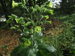 Nicotiana rustica