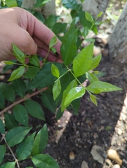 Zanthoxylum hirsutum