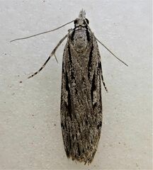 Scoparia indistinctalis