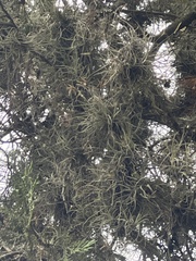 Tillandsia recurvata