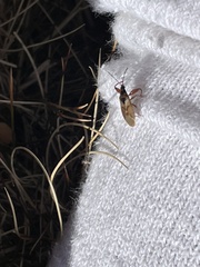 Gastrodes abietum