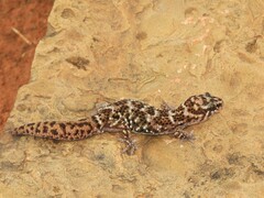 Pachydactylus capensis