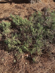Juniperus virginiana