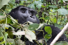 Gorilla beringei beringei