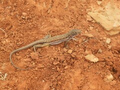 Pedioplanis lineoocellata