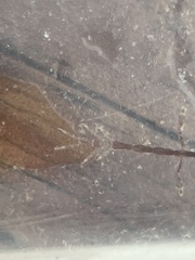 Caprella
