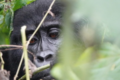 Gorilla beringei beringei