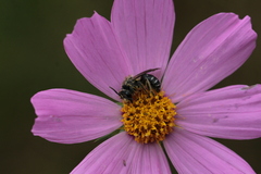 Callandrena
