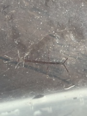 Caprella