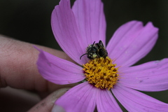Callandrena