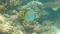 Chaetodon vagabundus