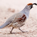 Gambel's × California Quail - Photo (c) BJ Stacey, some rights reserved (CC BY-NC)