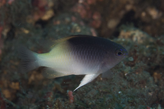 Chrysiptera rollandi