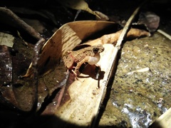 Leptophryne borbonica