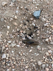 Veromessor pergandei