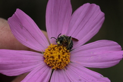 Callandrena