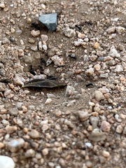 Veromessor pergandei