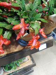 Schlumbergera truncata