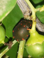 Pachycoris torridus