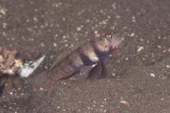 Amblyeleotris guttata