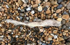 Scyliorhinus canicula