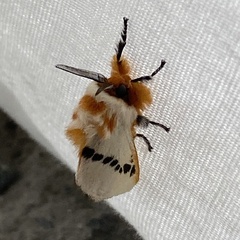 Trosia nigropunctigera