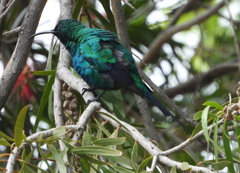 Nectarinia famosa