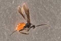 Braconinae