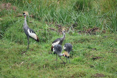 Balearica regulorum