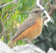 Monticola rupestris
