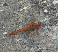 Crocothemis sanguinolenta