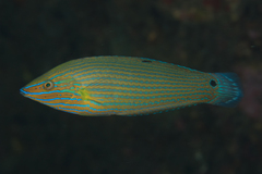 Halichoeres richmondi