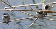 Hirundo albigularis