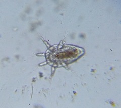 Copepoda