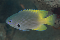 Pomacentrus nigromarginatus
