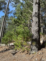 Pinus muricata