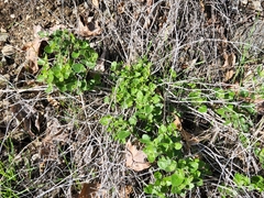 Mirabilis