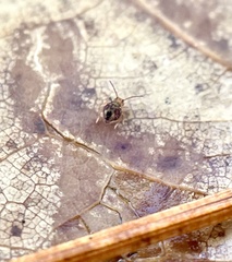 Dicyrtomina